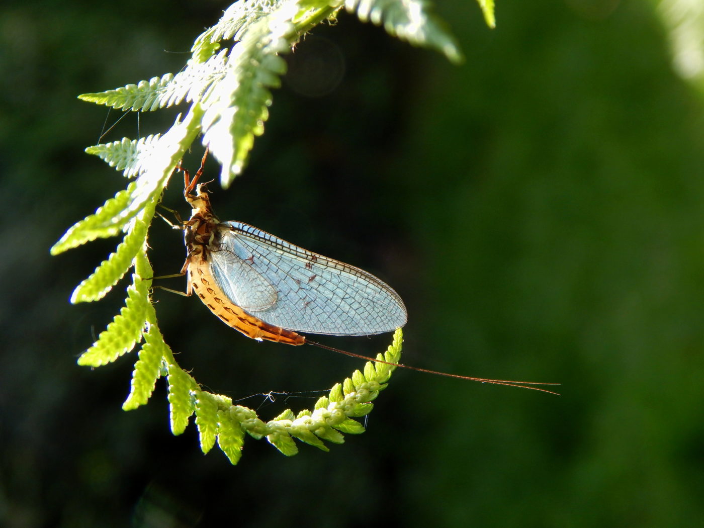 Mayfly on an unfurled fern frond